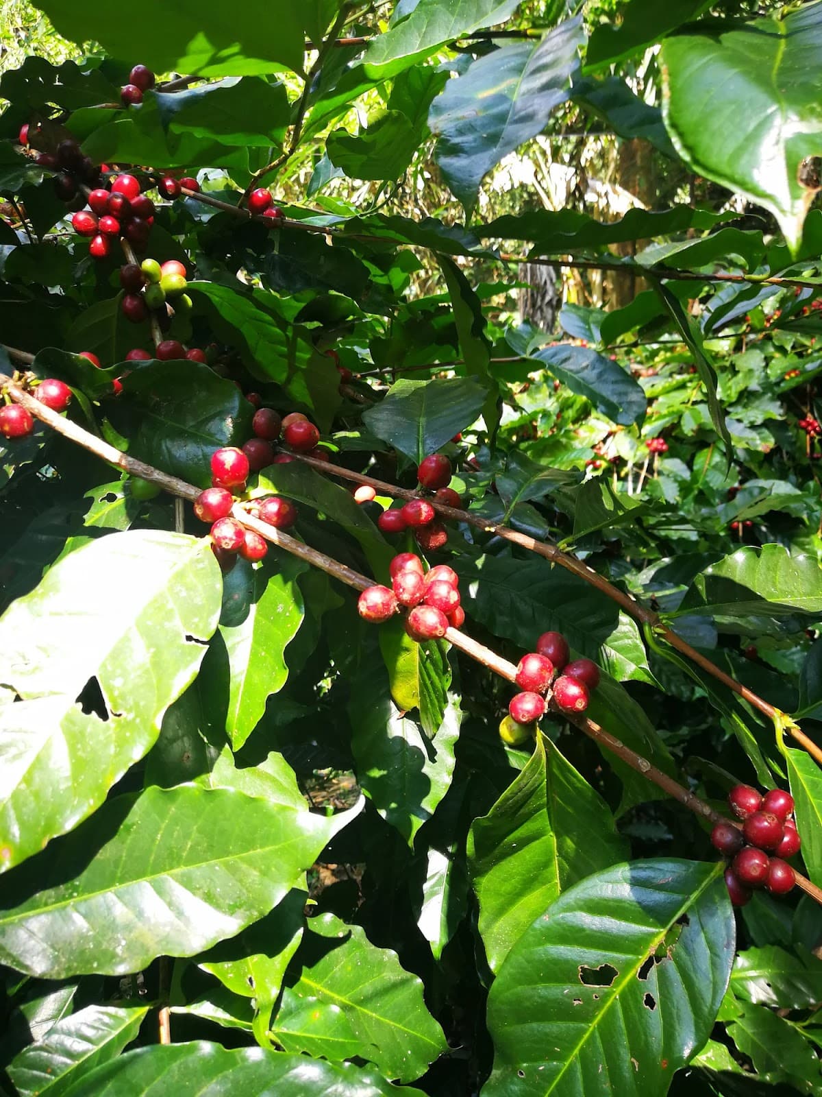 Lanna Chocolate – Thailand - Khun Lao